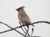Waxwing at Leigh on Sea (Steve Arlow) (38296 bytes) Waxwing at Leigh on Sea (Steve Arlow) (38296 bytes)